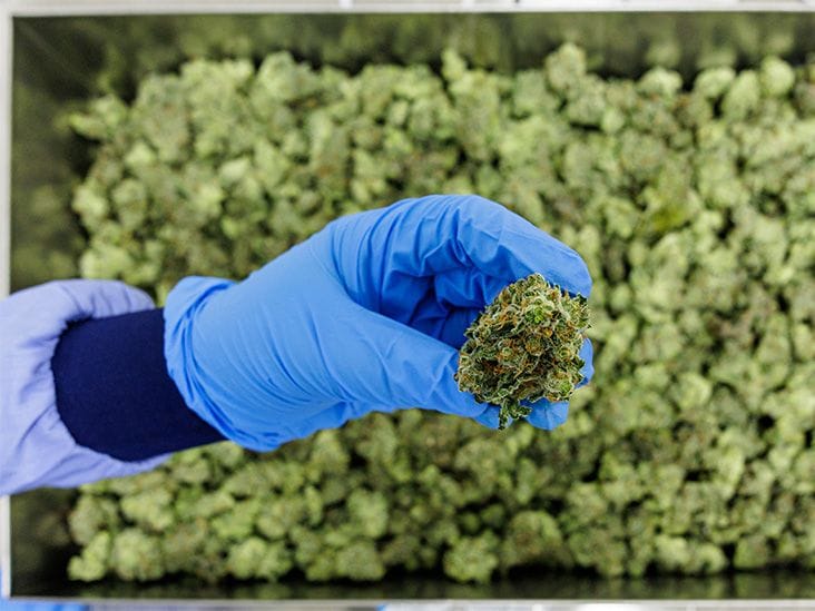 Medicinal Cannabis Investment